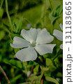 White Wildflower Macro in Natural Green Background 131183665