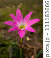 Pink Rain Lily Blooming in Garden Close Up 131183666