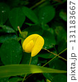 Bright Yellow Peanut Flower with Dark Green Leavesingin  131183667