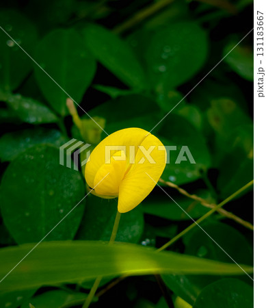 Bright Yellow Peanut Flower with Dark Green Leavesingin  131183667