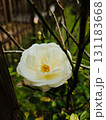 White Rose Blossom with Soft Natural Light 131183668