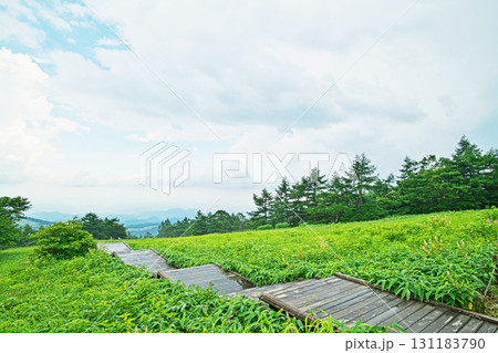日光市霧降高原キスゲ平園地の木道、階段（夏、七月） 131183790