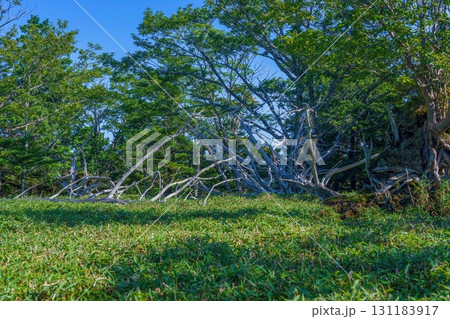 大台ヶ原山で見た独特の形をした枯れた倒木の情景 131183917