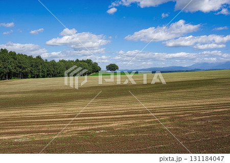 収穫を終えた秋の美瑛の田園風景 ( 北海道 美瑛町 ) 131184047