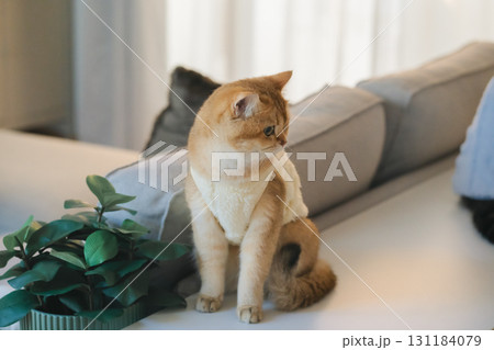 pet care concept with cat wear cloth and play with owner in living room 131184079