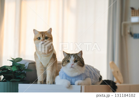pet care concept with cat wear cloth and play with owner in living room 131184102