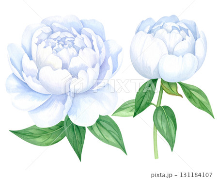 美しい牡丹の花（白色） 131184107
