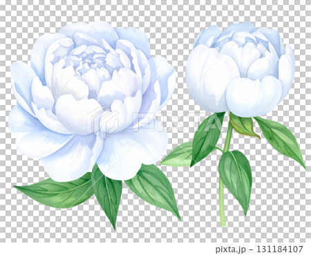 美しい牡丹の花（白色） 131184107