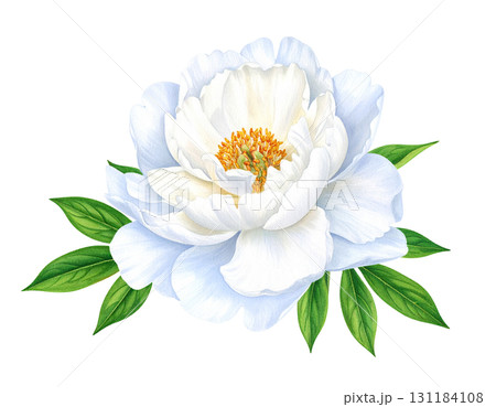 美しい牡丹の花（白色） 131184108