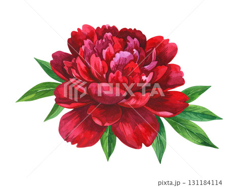 美しい赤い大輪の花 131184114