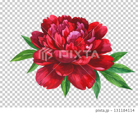 美しい赤い大輪の花 131184114