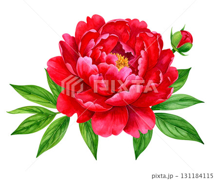 美しい赤い大輪の花 131184115