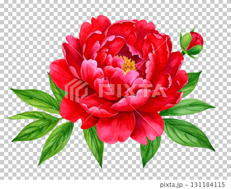 美しい赤い大輪の花 131184115