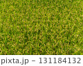 稲刈り前の田んぼと黄金色の稲 131184132