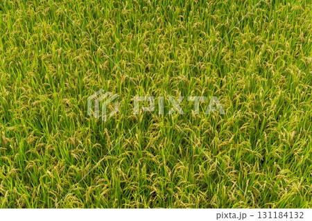 稲刈り前の田んぼと黄金色の稲 131184132