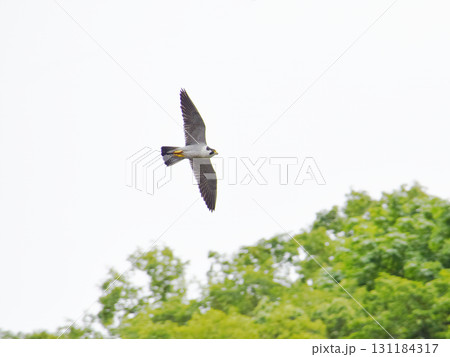 Falcon 繁殖域に侵入した外敵を追い払うために巣から飛び立ったハヤブサの雄 (超望遠ズーム撮影) Falcon 繁殖域に侵入した外敵を追い払うために巣から飛び立ったハヤブサの雄 (超望遠ズーム撮影) 131184317