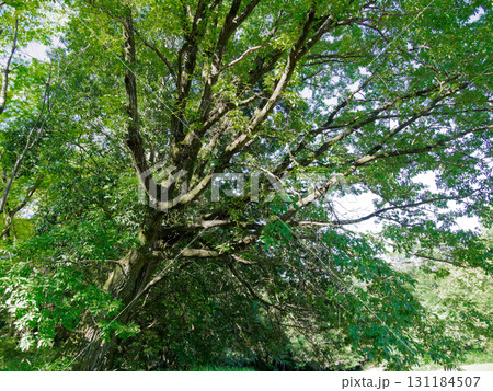 ブナ科コナラの巨木 ブナ科コナラの巨木 131184507