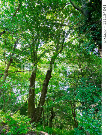 ブナ科コナラの巨木 ブナ科コナラの巨木 131184841