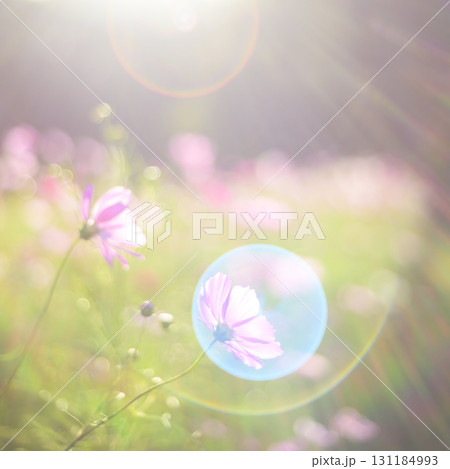 光が降りそそぐ夕景のコスモス（特殊撮影による柔らかいトーン） 131184993