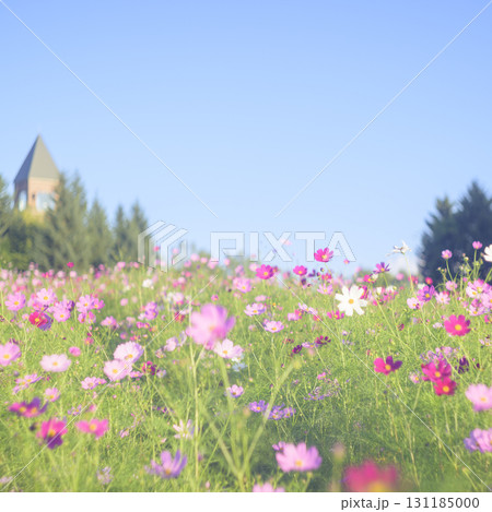 満開のコスモスと青空（特殊撮影による柔らかいトーン） 131185000