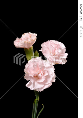 カーネイション 131185259