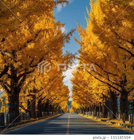 紅葉したイチョウ並木 131185504