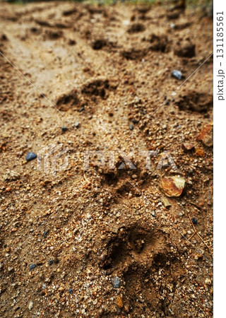 動物の足跡 動物の足跡 131185561