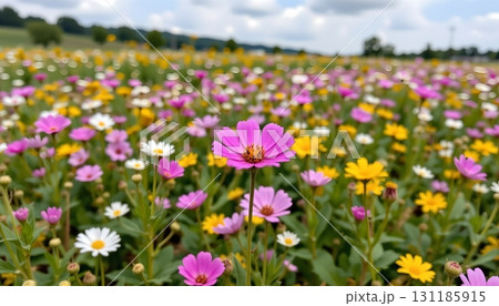 A vibrant field blanketed with flowers in full bloom 131185915