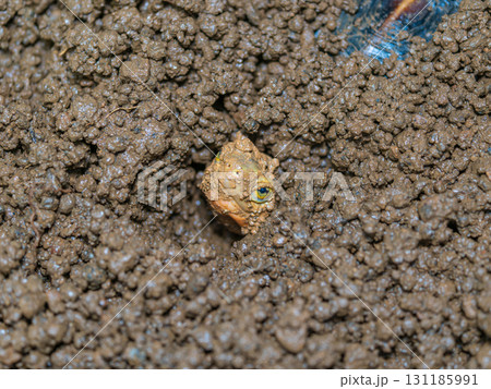 セマルハコガメのアップ セマルハコガメのアップ 131185991