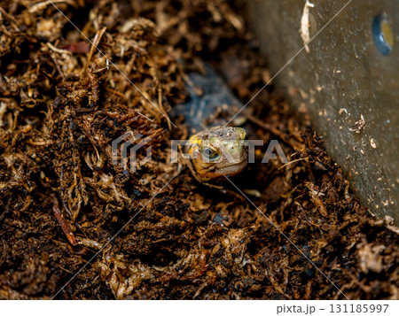 セマルハコガメのアップ セマルハコガメのアップ 131185997