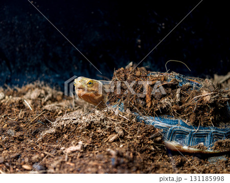 セマルハコガメのアップ セマルハコガメのアップ 131185998