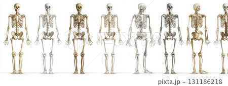 Diverse Human Skeleton Models Arranged in...のイラスト素材 [131186218] - PIXTA