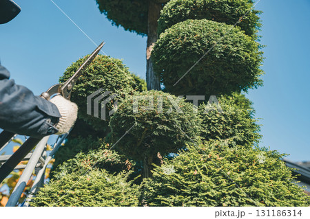 Japanese Gardener Japanese Gardener 131186314