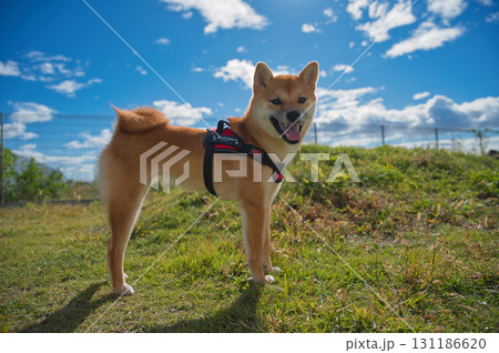 青空の下で立つ柴犬/ Shiba Inu Standing under the Blue Sky 青空の下で立つ柴犬/ Shiba Inu Standing under the Blue Sky 131186620
