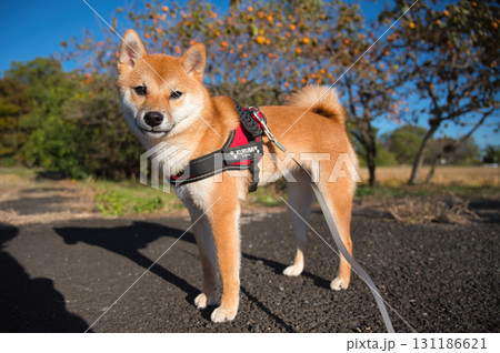 秋空と並ぶ柴犬 / Shiba Inu under the Autumn Sky 131186621