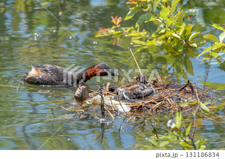 カイツブリの親子 131186834