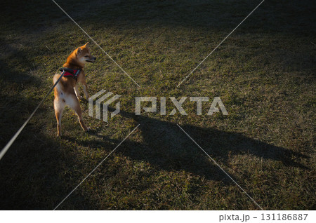 日没前の静かなひととき/Shiba Inu in a Quiet Moment before Sun 日没前の静かなひととき/Shiba Inu in a Quiet Moment before Sun 131186887