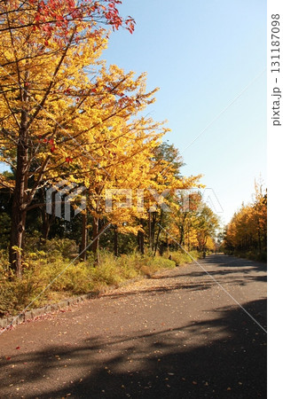 銀杏並木 131187098