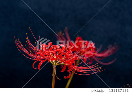 雫をまとった彼岸花のクローズアップと黒い背景 雫をまとった彼岸花のクローズアップと黒い背景 131187151