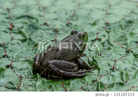 ウシガエル 131187153