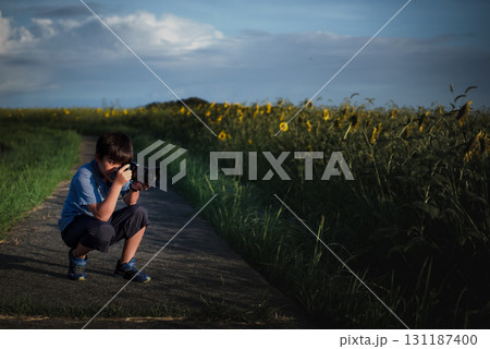 <素材>夕暮れのひまわりを撮る少年 <素材>夕暮れのひまわりを撮る少年 131187400