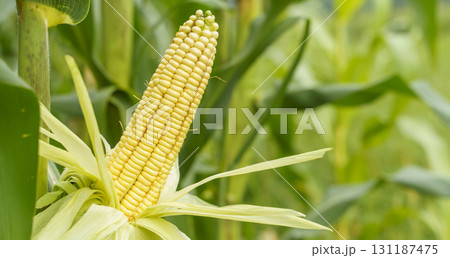 Ripe Corn on the Stalk in a Field Ripe Corn on the Stalk in a Field 131187475