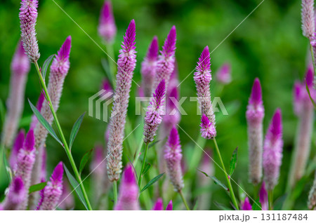 夏の野原に咲くケイトウ 131187484