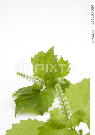 白背景に置かれた穂紫蘇 131188084