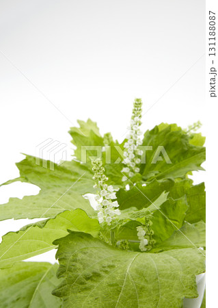 白背景に置かれた穂紫蘇 131188087