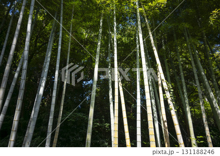 竹林 竹 緑色 シンプル 素材 竹林 竹 緑色 シンプル 素材 131188246