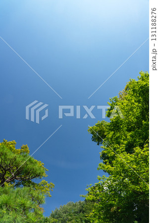 夏の緑と青空のコピースペース 131188276