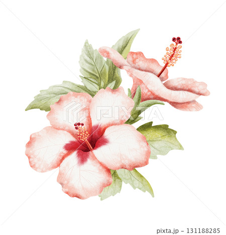 Lush Hibiscus flowers on branch watercolor illustration isolated on white. Realistic summer tropical bush plant with leaves in red green botanical style. Hawaiian blooming floral garden twig clip art Lush Hibiscus flowers on branch watercolor illustration isolated on white. Realistic summer tropical bush plant with leaves in red green botanical style. Hawaiian blooming floral garden twig clip art 131188285