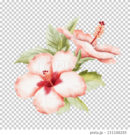 Lush Hibiscus flowers on branch watercolor illustration isolated on white. Realistic summer tropical bush plant with leaves in red green botanical style. Hawaiian blooming floral garden twig clip art Lush Hibiscus flowers on branch watercolor illustration isolated on white. Realistic summer tropical bush plant with leaves in red green botanical style. Hawaiian blooming floral garden twig clip art 131188285