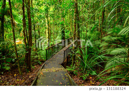 pathway in forest 131188324